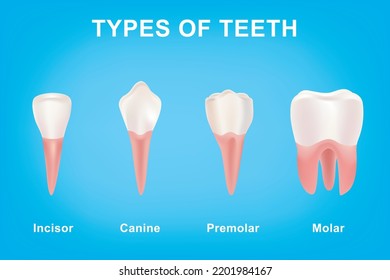 Types of human teeth on blue background. Anatomical Incisor, canine, premolar and molar visual shape. Set of realistic human teeth or tooth Vector illustration