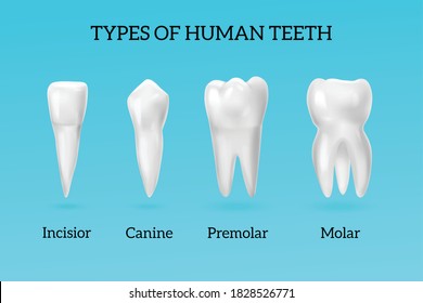 9,159 Incisors Images, Stock Photos & Vectors | Shutterstock