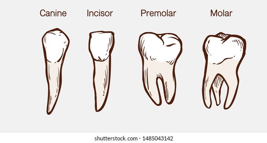 Types of human teeth vector illustration