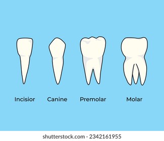 types of human teeth, vector illustration