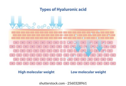 Types of Hyaluronic acid vector illustration. High molecular weight HA stay on skin surface to lock in moisture. Low molecular penetrate deeper in skin to boost collagen, plumping skin from within.