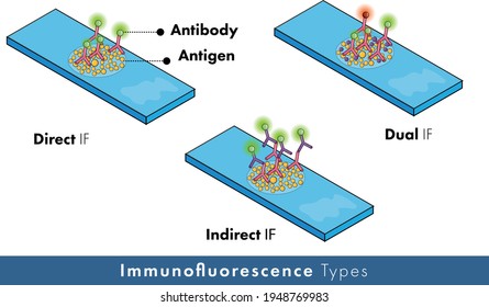  types of immunofluorescence experiment: direct, indirect, and dual. antibody tagged with fluorescent dye. 