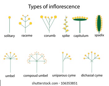 types of inflorescence