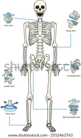 Types of Joints diagram - vector