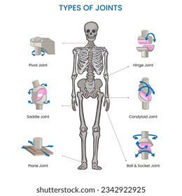 Types of joints in the human body include ball-and-socket, hinge, pivot, gliding, and saddle joints, facilitating various movements and flexibility.