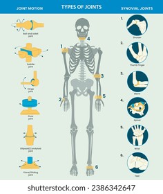 Types of joints in the human body include ball-and-socket, hinge, pivot, gliding, and saddle joints, facilitating various movements and flexibility.