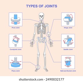 Types of joints scheme. Educational medical infographic with human skeleton anatomy and bone connection options. Names of joint types with examples. Flat vector illustration isolated on background