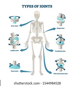 Types of joints vector illustration. Labeled skeleton connections scheme. Educational anatomical diagram with pivot, saddle, plane, hinge, condyloid and ball socket. Bones location and titles example.