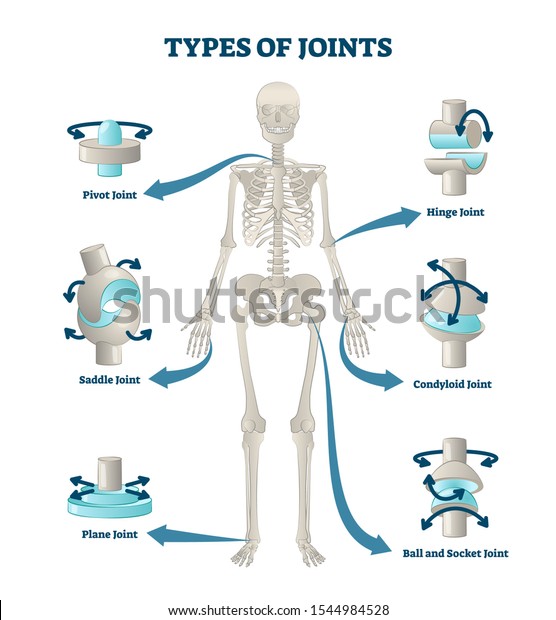 Types Joints Vector Illustration Labeled Skeleton Stock Vector (Royalty ...