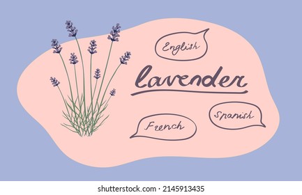Types of lavender plants hand drawn concept vector illustration. Which lavender to choose - English, French or Spanish
