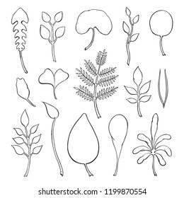 Types of leaf. Outline leaves of different types, isolated on white background. Hand drawn Monochrome realistic illustration