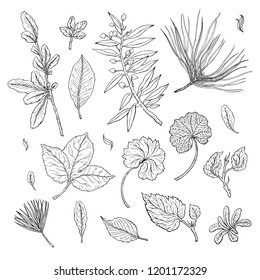 Types of leaf. Outline leaves of different types, isolated on white background. Hand drawn Monochrome realistic illustration