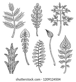 Types of leaf. Outline leaves of different types, isolated on white background. Hand drawn Monochrome realistic illustration