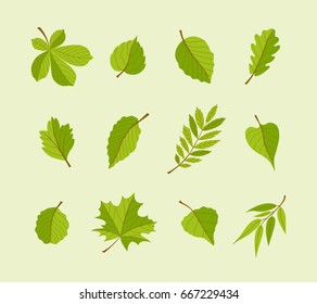 Types of Leaves - modern vector flat design icons set. A big variety from different trees. Use these high quality icons to decorate your postcards, banners, flyers, illustrations and presentations.