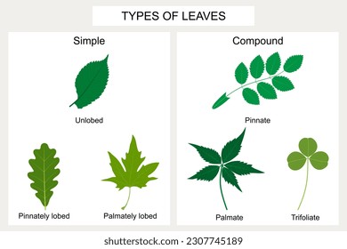 Types of leaves. Simple leaves: unlobed (Elm), pinnately lobed (Oak), palmately lobed (Platanus). Compound leaves: pinnate (Rosehip), palmate (Parthenocissus quinquefolia), trifoliate (Clover).