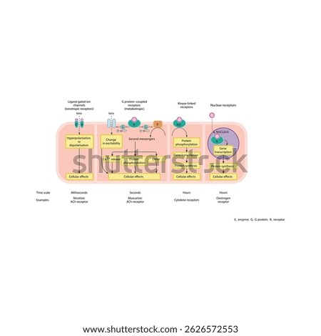 Types of receptor–effector linkage - ligand gated, GPCR, kinase and nuclear receptors - Simple schematic pharmacology diagram.