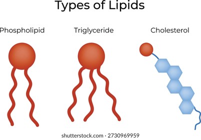Tipos de lípidos Ilustración vectorial de estructuras de fosfolípidos, triglicéridos y colesterol