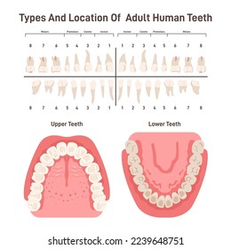 Types and location of adult human teeth. Oral cavity, human dental system with lower and upper jaw. Molar premolar canine incisor. Dentist infographic banner or poster. Flat vector illustration