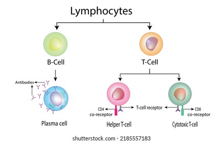 Types Of Lymphocytes, Adaptive Immune System, Cytotoxic And Helper T Cells, B Cell, Plasma Cell And Memory Cell. Vector Illustration.