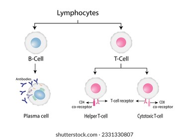 Tipos de linfocitos, sistema inmunitario adaptable, células citotóxicas y de ayuda a las células, células B, células plasmáticas y células de memoria. ilustración vectorial.