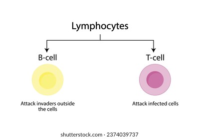 Types of Lymphocytes, adaptive immune system, cytotoxic and Helper t cells, B cell, plasma cell and memory cell. vector illustration.