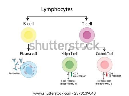 Types of Lymphocytes, adaptive immune system, cytotoxic and Helper t cells, B cell, plasma cell and memory cell. vector illustration.