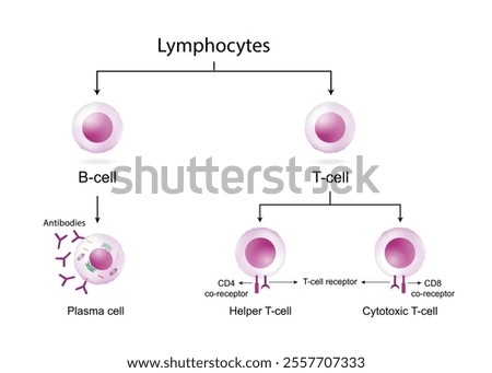 Types of Lymphocytes, adaptive immune system, cytotoxic and Helper t cells, B cell, plasma cell and memory cell. Vector illustration.
