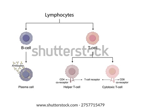 Types of Lymphocytes, adaptive immune system, cytotoxic and helper t cells, B cell, plasma cell and memory cell. vector illustration.