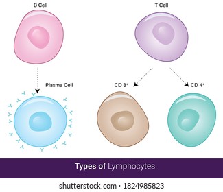 Types Of Lymphocytes In Immune System  Cytotoxic Helper B Cell And Plasma And Memory Cell Vector Illustration Eps