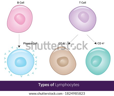 Types of lymphocytes in immune system  cytotoxic Helper B cell and plasma and memory cell vector illustration eps