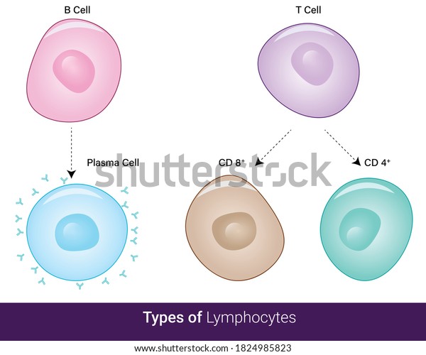Types of\
lymphocytes in immune system  cytotoxic Helper B cell and plasma\
and memory cell vector illustration\
eps