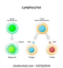 Types of Lymphocytes. T and B cell. Human adaptive immune system. immune response and component of humoral immunity. Antibody, Plasma cell, T helper, and T-killer. Vector illustration