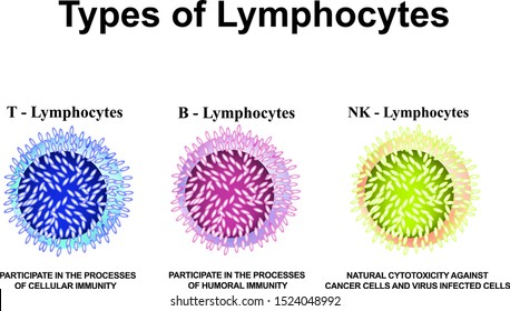 Types of lymphocytes. T, B, NK lymphocytes structure. The function of lymphocytes. Immunity Helper Cells. Infographics. Vector illustration on isolated background.