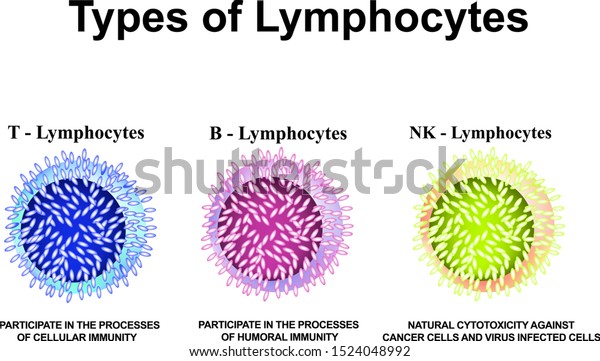 Types Lymphocytes T B Nk Lymphocytes Stock Vector (Royalty Free) 1524048992