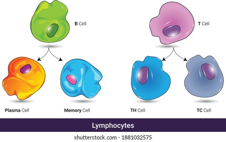 Types Lymphoid Cells: Cytotoxic And Helper T Cell, B And Memory Cell, Lymphocytes, Types Of Blood Cells, Differentiation Of Immune Cells, Chart Immunology Vector Illustration Eps