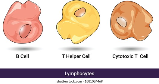 Types Of Lymphoid Cells Or Lymphocytes. B Cell, T Helper And Cytotoxic T Cell, In White Background And Labeling Vector Illustration Eps