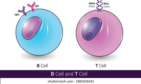 Types Of Lymphoid Cells Or Lymphocytes. B Cell, T Cell, In White Background And Labeling Showing Surface Receptors And Antibody Vector Illustration Eps