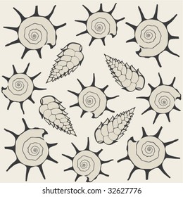 types of marine cockleshells