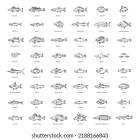 Types marine, ocean fish and Freshwater fish