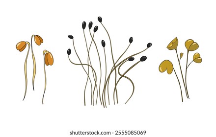 Types of microgreens cultivation. Hand painting. Doodle. Vector 