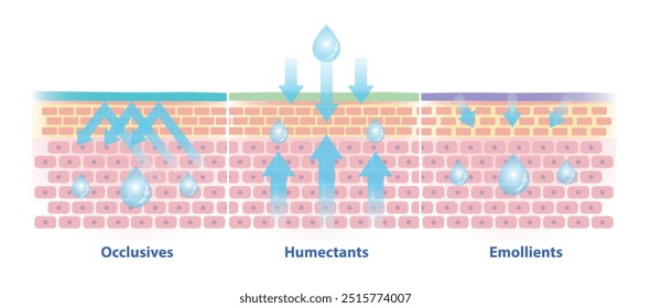 Tipos de ilustração vetorial hidratante sobre fundo branco. As diferenças entre oclusivos, humectantes e emolientes na camada da pele, absorvem, selam na pele para evitar a perda de água e umidade.