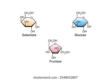 Types of Monosaccharides (Glucose, Galactose and Fructose) Science Design. Vector Illustration.