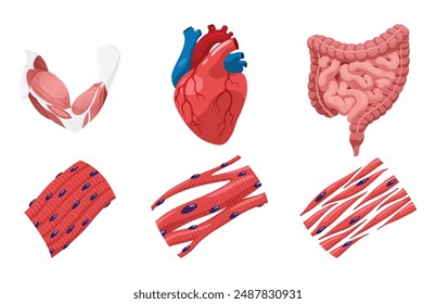 Los tipos de células musculares incluyen los músculos esqueléticos, lisos y cardíacos. Cada músculo se especializó para diferentes funciones. Ilustración de diseño de póster médico. símbolo educativo de Ciencia