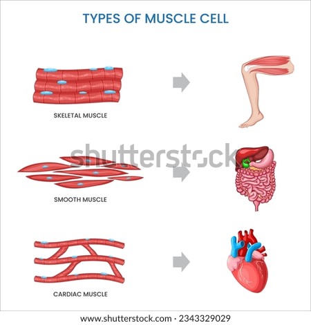 Types of muscle cells include skeletal, smooth, and cardiac muscles, each specialized for different functions in the body's movement and organ control.