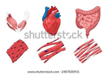 Types of muscle cells include skeletal, smooth, and cardiac muscles. Each muscle specialized for different functions. Medical poster design illustration. Science educational symbol