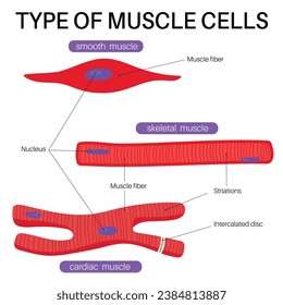 Types of muscle cells : skeletal, cardiac, and smooth.
