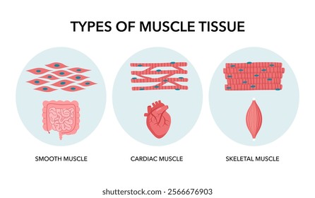 Types of muscle cells skeletal, cardiac, and smooth muscles with examples of each muscle's location in the body structure diagram vector illustration. Medical science educational illustration