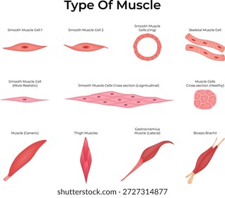 Tipos de células musculares Ilustración vectorial de secciones transversales lisas, esqueléticas y detalladas