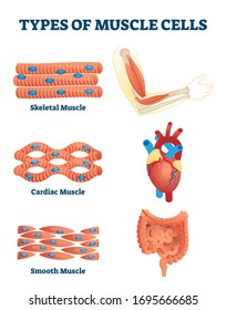 Tipos de ilustraciones vectoriales de células musculares. Explicación de las diferencias en los tejidos blandos etiquetados. Disminución esquelética, cardíaca y suave. 