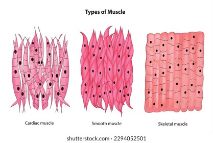 Types of muscle (smooth muscle, skeletal muscle, cardiac muscle)